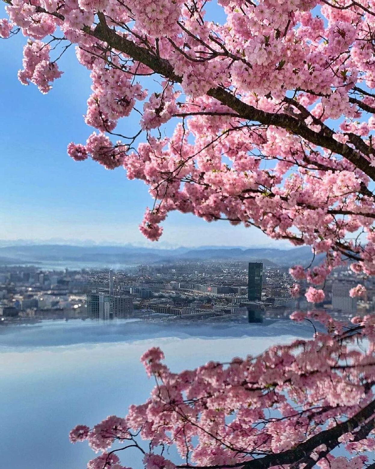 Spring in Zurich is so beautiful